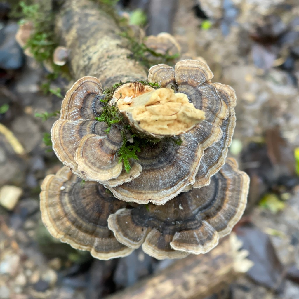 Fungus and moss growing on a decaying stick in the woods 